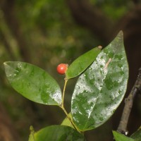 Polyalthia persicifolia (Hook.f. & Thomson) Bedd.